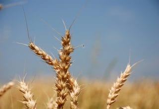 Nahaufnahme eine Weizenähre vor blauem Himmel