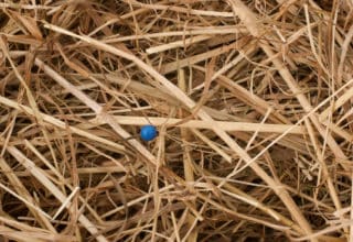 Eine Nadel mit blauem Kopf im Heuhaufen steckend