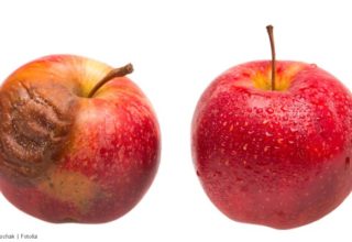 Ein Apfel mit fauliger Stelle neben einem frischen Apfel